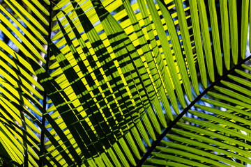 Lush and fresh tropical Palm leave in The Atlantic Rainforest of Brazil