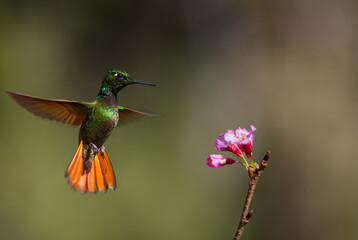 In flight Brazilian Ruby (Heliodoxa rubricauda) hummingbird approaching a flower in the Atlantic Rainforest of Brazil