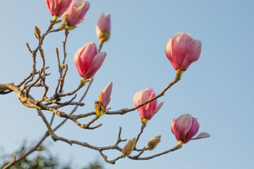 Pink magnolia flowers against blue sky background