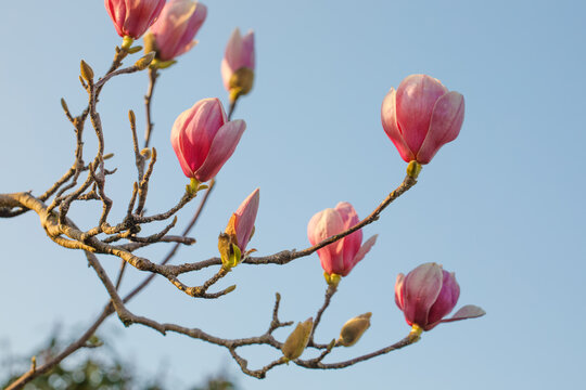 Pink magnolia flowers against blue sky background