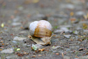 Weinbergschnecke, Helix pomatia