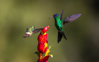 Festive Coquette and Violet-capped Woodnymph hummingbirds approaching a flower in the Atlantic Rainforest of Brazil