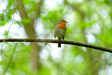 Rotkelchen, Erithacus rubecula