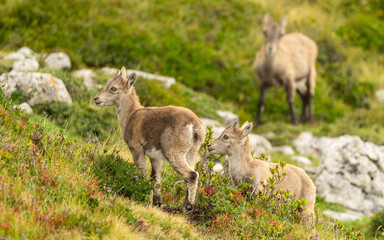 Steinbock jungtiere mit Mutter (Capra Ibex)
