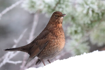 Female blackbird