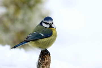 Ble tit