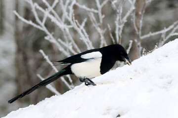 Magpie