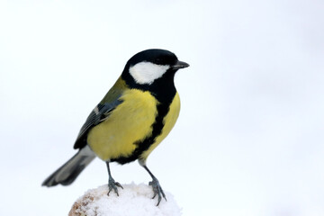 Great tit