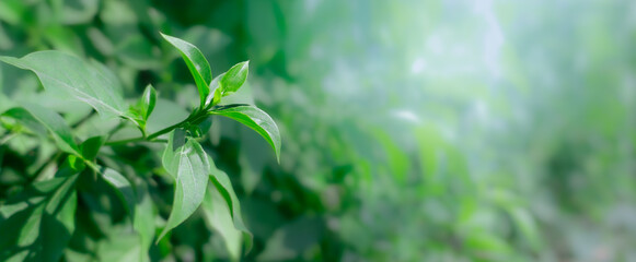 green leaf ,Natural green leaves in garden,clear details,cover page,copy space