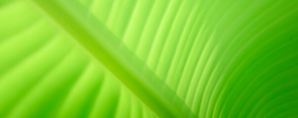 green leaf ,Natural green leaves in garden,clear details,cover page,copy space