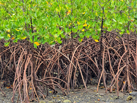 Red Mangrove or Rhizophora mucronata Poir, a plant planted on the coast to protect against the effects of erosion and abrasion in the sea.