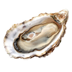 Fresh Oyster Open Shell Isolated on PNG Transparent Background