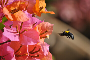 Black Bee Hovering Near Colorful Pink and Orange Bougainvillea Blossoms