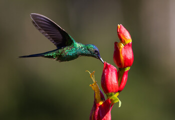 Colourful Violet-capped Woodnymph hummingbird (Thalurania glaucopis) approaching a red flower in...