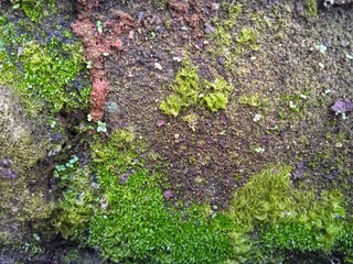 Fototapeta premium moss texture on gray stone.