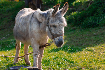 animal theme creature tied by chain zoo cruelty farming activity donkey portrait outdoor space