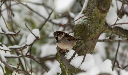 Kleiner Vogel am baum im Winter auf nahrungssuche