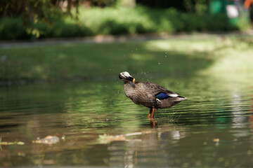 A duck bathing in shallow pond shakes it head, water droplets go flying about. Light brown speckled with a blue patch on its wings, it is enjoying preening in dappled morning sunlight.