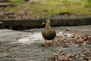 A brown speckled duck stands on the stone surface of a walkway in a park. Image includes fallen leaves and grassy bokeh backdrop.