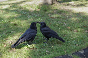 A crow couple touch beaks together, standing on grassy patch in dappled light. The intricate details of the birds feathers, eyes, legs and beaks are visible.