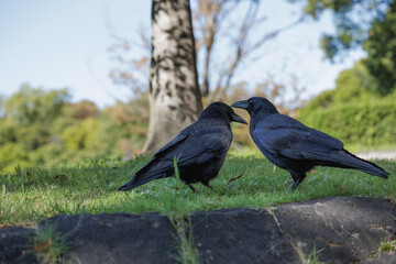 Close up of two crows on a grass patch having a secret conversation with fall colors in a bokeh background.