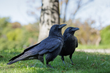A friendly crow couple strike a majestic pose  for a photograph on the grass in a park, set to a bokeh backdrop with early stages of autumn colors mixing in with other lush green foliage.
