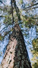 Low angle view of pine trees with blue sky background. Empty blank copy text space.