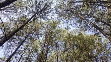 Low angle view of pine trees with blue sky background. Empty blank copy text space.
