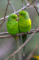 A cute pair of Plain Parakeet (Brotogeris tirica) cuddling together, Atlantic Rainforest, Brazil