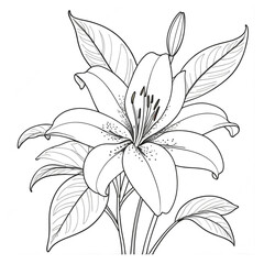Hand Drawing Line Art Lily Coloring Pages for KDP