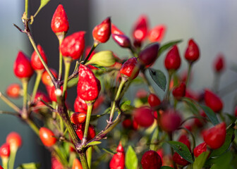 colorful peppers of various shapes and colors, blurred background, spicy food additives, gardener concept