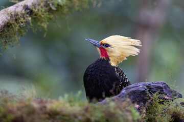 Alert Blond-crested Woodpecker (Celeus flavescens), Atlantic Rainforest in Brazil. Wild Woodpecker. 