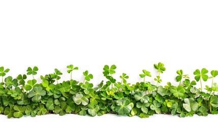 Obraz premium Ciche green clover plants growing in line isolated on white background with copy space banner