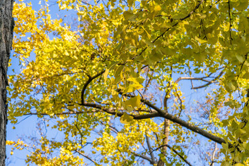 Ginkgo trees on the roadside in autumn