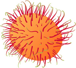 Sweet, juicy rambutan with a hairy red skin.