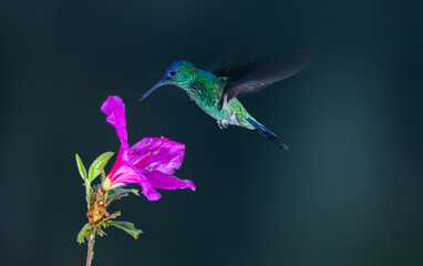 Colourful Violet-capped Woodnymph hummingbird (Thalurania glaucopis) approaching a purple hibiscus  flower in the Atlantic Rainforest of Brazil. Dark background.