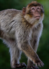 A close up of  a juvenile Barbary Macaque (Barbary Ape) 