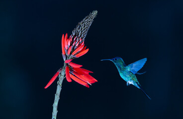 Obraz premium Colourful Violet-capped Woodnymph hummingbird (Thalurania glaucopis) approaching a red flower in the Atlantic Rainforest of Brazil. Dark or black background.