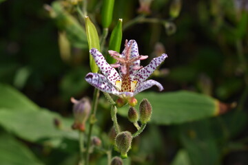 Flower Purple-13
