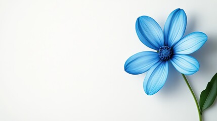 Naklejka premium Beautiful Blue Flower with Delicate Petals on a Minimalist Background, Perfect for Nature-Themed Designs and Illustrations of Spring and Freshness