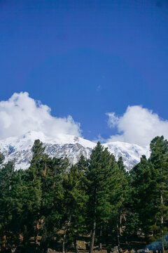 Snowy Nanga Parbat and a trail surrounded by lush pine forests sit against a backdrop of rugged mountains. 