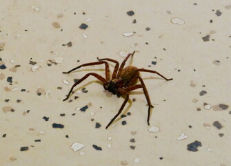 Huntsman spider seen in Cape Tribulation, Queensland