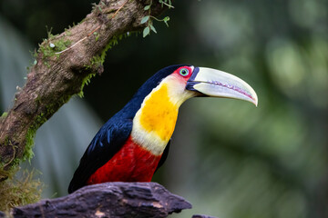 Beautiful Red-breasted Toucan or Green-billed Toucan (Ramphastos dicolorus) in a tree in the  Atlantic Rainforest of Brazil