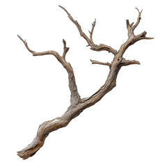 Dry Branch of dead tree isolated on white background clipping path