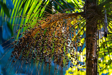 Acai berries of the Acai Palm (Euterpe oleracea) which are a favourite of the local Toucans birds,...