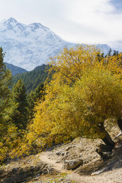 Golden autumn leaves contrast with lush green pines, framing the snowy peaks of Nanga Parbat. A serene mountain path winds below