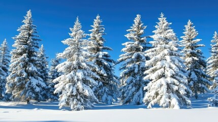 Snow-Covered Pine Trees in a Winter Landscape Under Clear Blue Sky Highlighting the Beauty of Nature's Frozen Wilderness and Serene Atmosphere