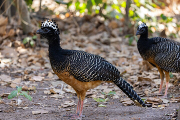 Male Bare-faced Curassow (Crax fasciolata) roaming the bushland in the Pantanal of Brazil