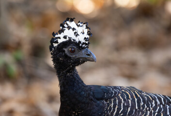 Portrait of a male Bare-faced Curassow (Crax fasciolata) roaming the bushland in the Pantanal of Brazil