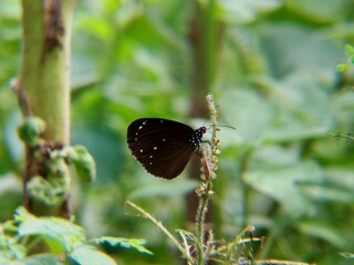 An Animal of a with brown color perched on a stem flower 